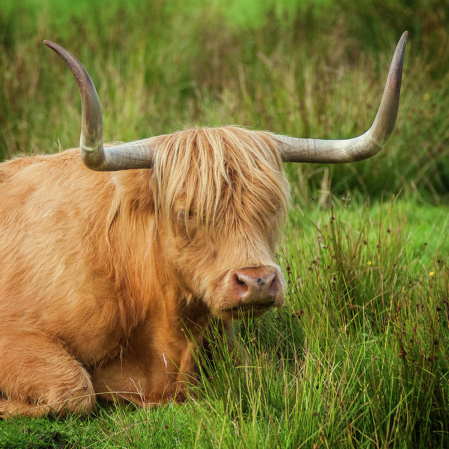 Highland Cow Photograph by Bud Simpson