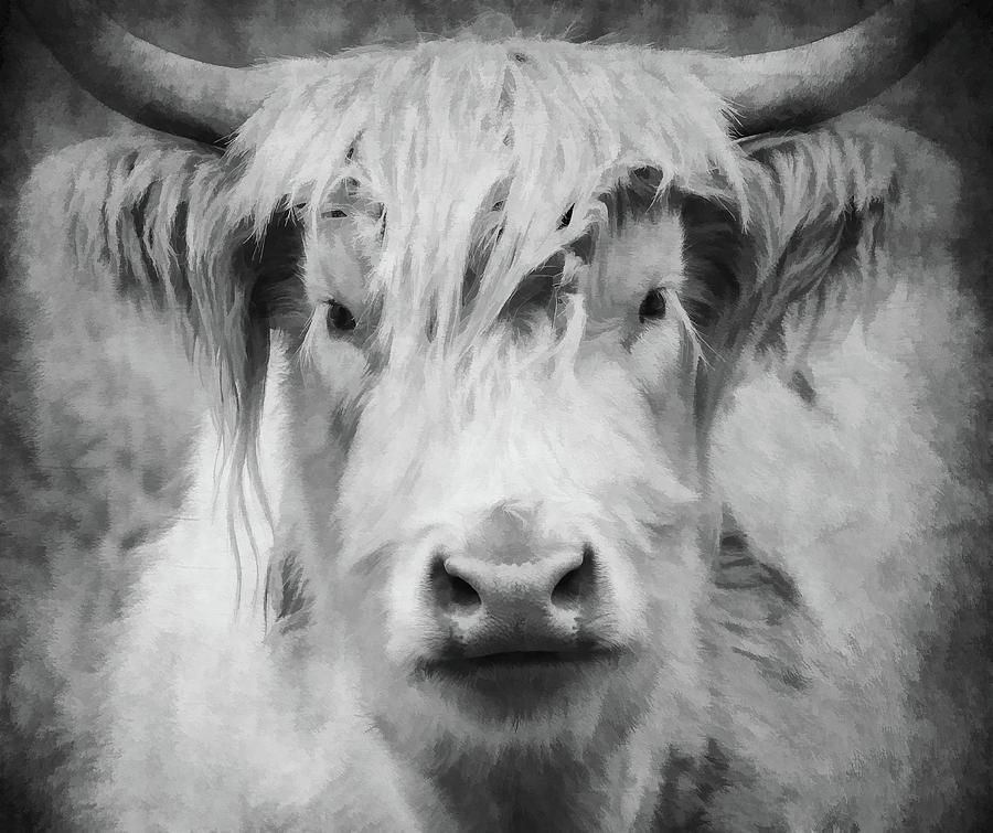 Highland Cow BW XV Photograph by Athena Mckinzie
