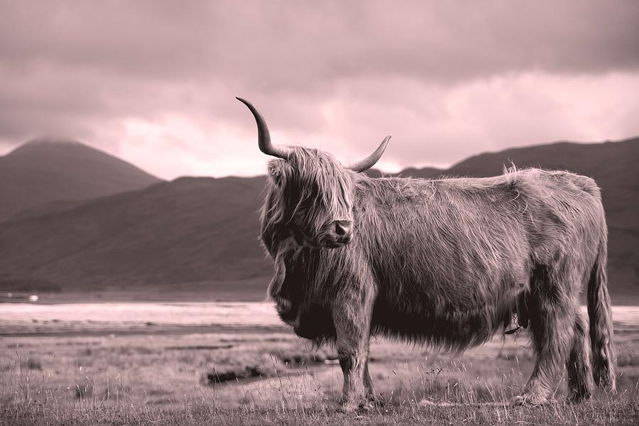 Highland Cow Painting by Celestial Images