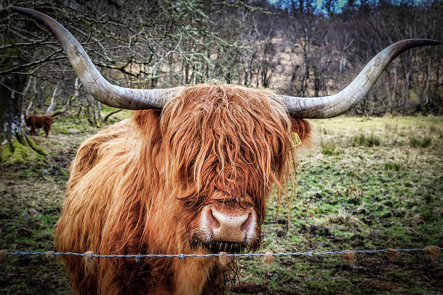 Highland Cow  Photograph by Chris Smith