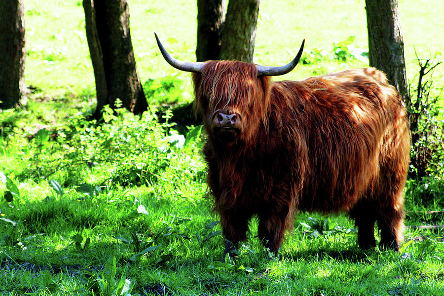Highland Photograph - Highland Cow by Dan Pearce Highland Photograph - Highland Cow by Dan Pearce