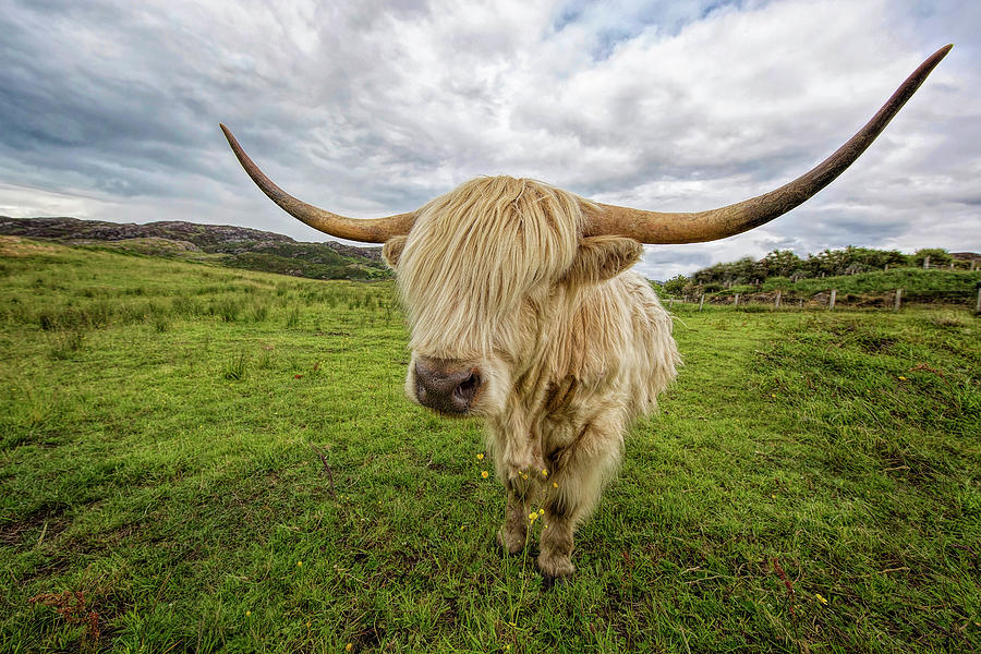 Highland Cow Photograph by Deborah Penland