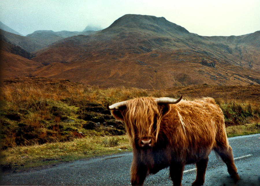Highland Cow Photograph by Douglas Barnett