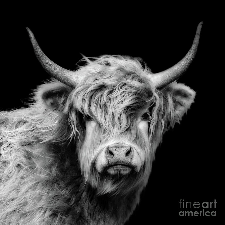 Highland Cow Black And White Photograph
