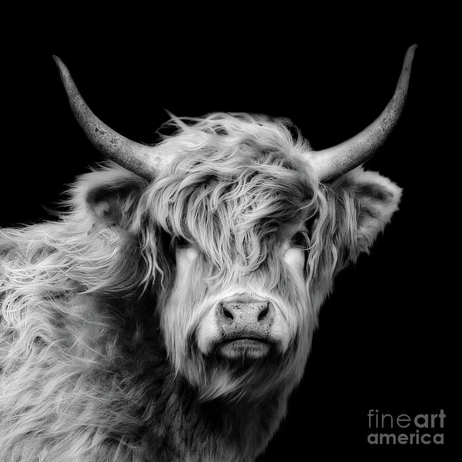 cow black and white photography