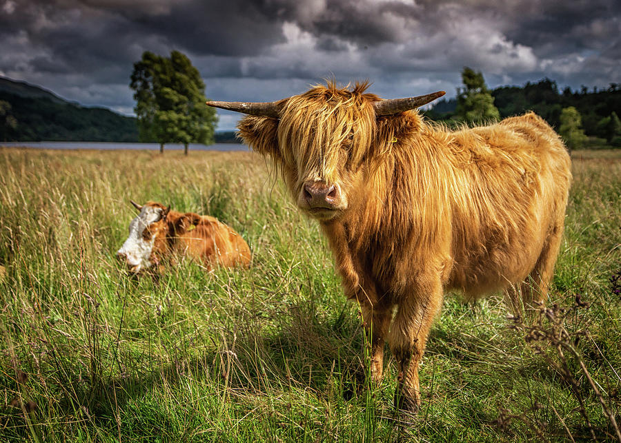 Highland Cow Photograph by Framing Places