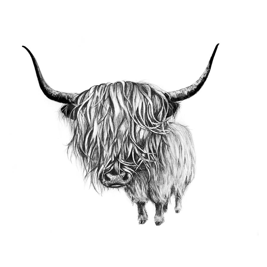 Highland Cow Drawing by Gosia Wichrowska