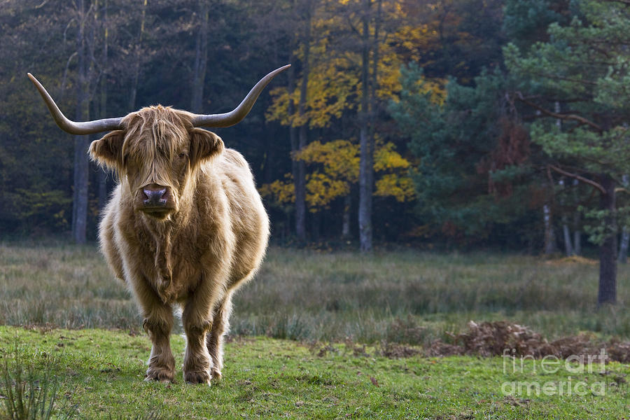 Highland Cow In France Photograph by Jean-Louis Klein & Marie-Luce Hubert