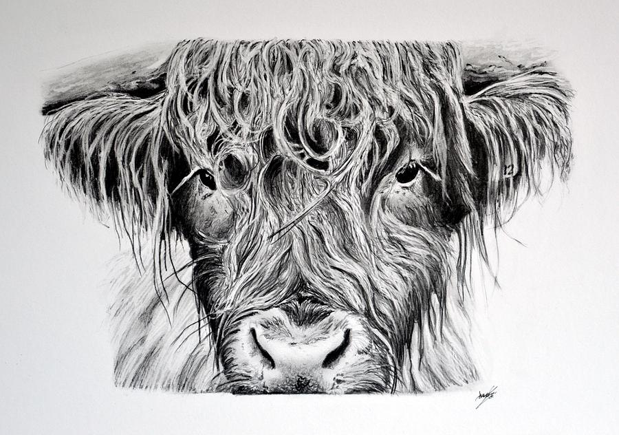 Download Highland Cow Isle Of Mull Drawing by Aaron De la Haye