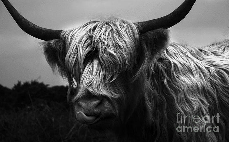 Highland Cow Photograph by James Thorne - Fine Art America