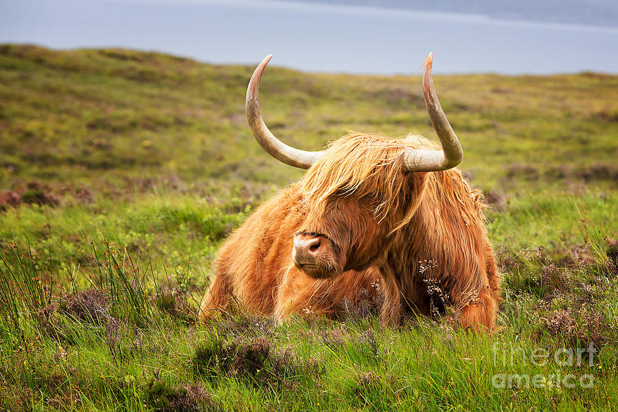 Highland cow Photograph by Jane Rix