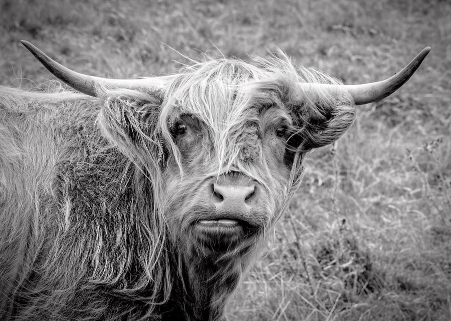 Highland Cow Photograph by Jeremy Lavender Photography - Fine Art America