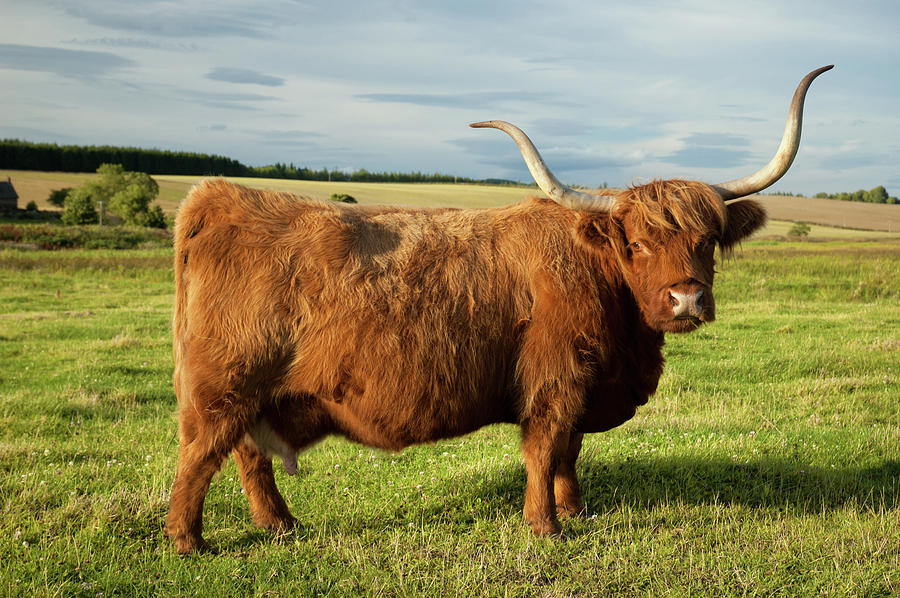 Highland Cow Photograph by Jeremy Voisey