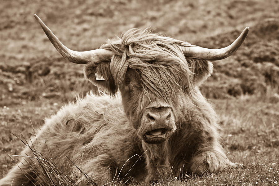 Cow Photograph - Highland Cow  by Justin Albrecht