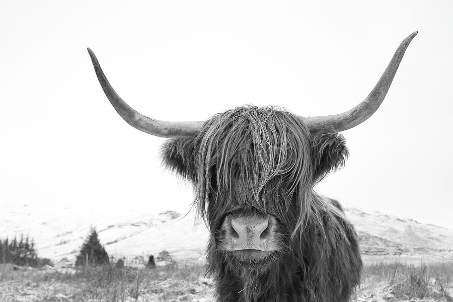 Highland Cow Photograph - Highland Cow mono by Grant Glendinning Highland Cow Photograph - Highland Cow mono by Grant Glendinning