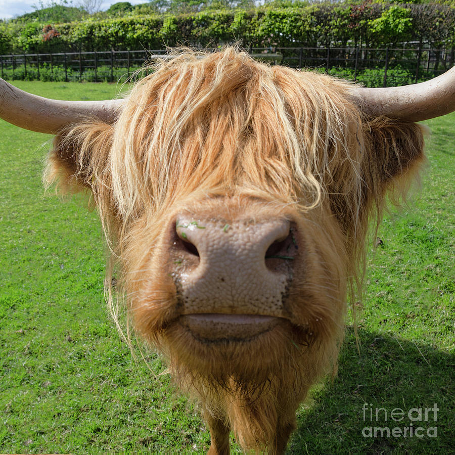 Highland cow nose Photograph by Steev Stamford