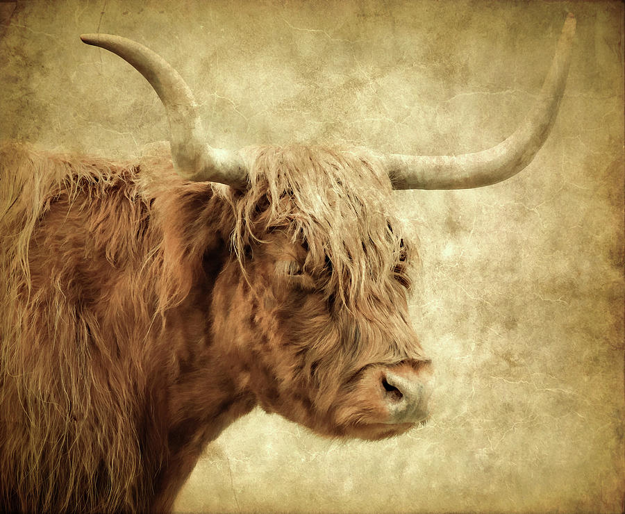 Highland Cow Paint Photograph by Athena Mckinzie