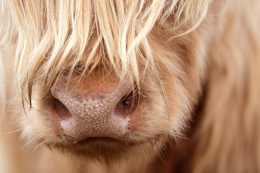 Cow Photograph - Highland cow by Petr Nowak