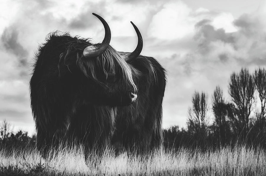 Unique Photograph - Highland Cow by Mountain Dreams