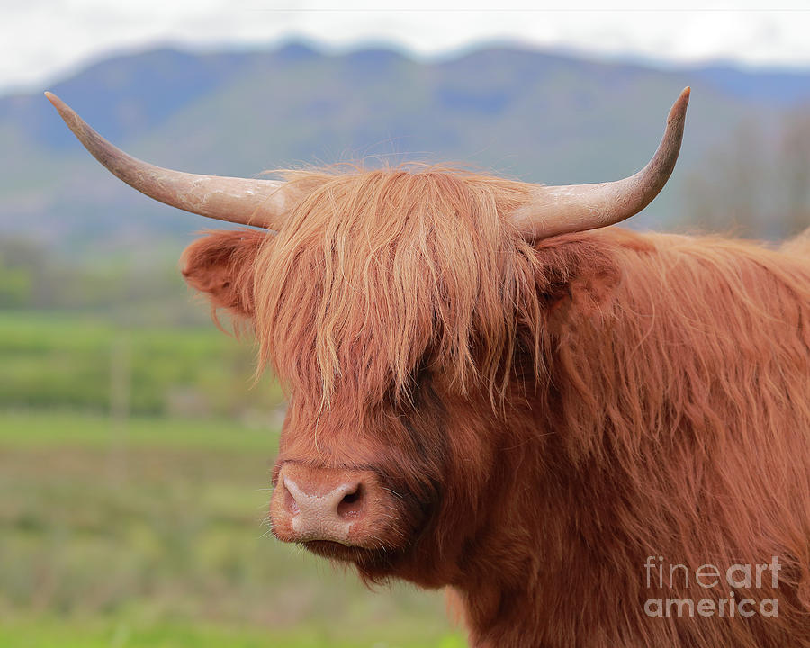 Highland Cow Portrait Photograph by Maria Gaellman
