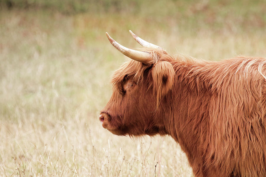Highland Cow Profile Photograph by Steve McKinzie