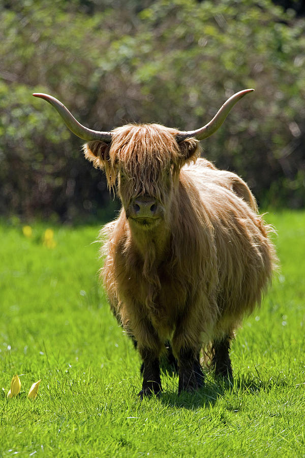 Highland Cow Photograph by Randall Ingalls - Fine Art America