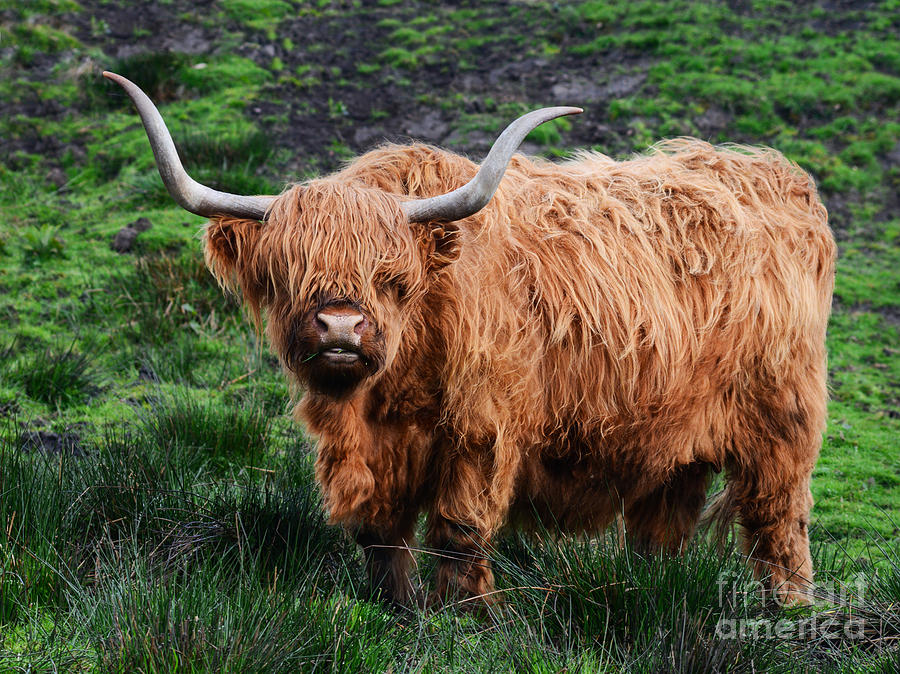 Highland cow Photograph by Fine Art By Rina - Fine Art America