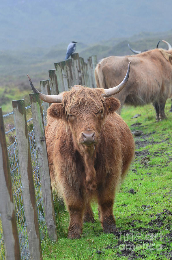 Highland Cow Stanidng By a Fence Line Photograph by DejaVu Designs