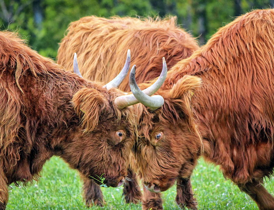 Highland cows fight Photograph by Elenarts - Elena Duvernay photo