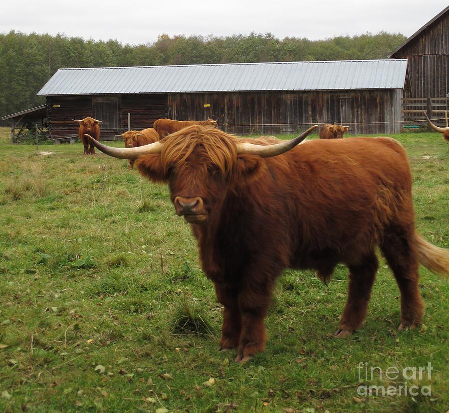 Highland Cows In Sweden Photograph by Martin Howard