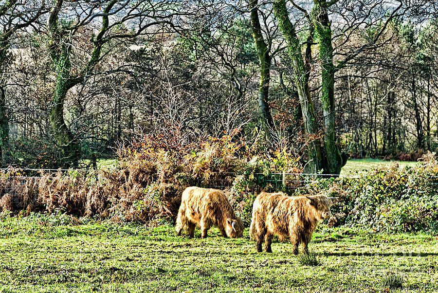 Highland Cows Photograph by Steve Purnell