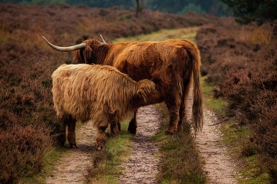 Highland Cows Photograph by Tim Abeln