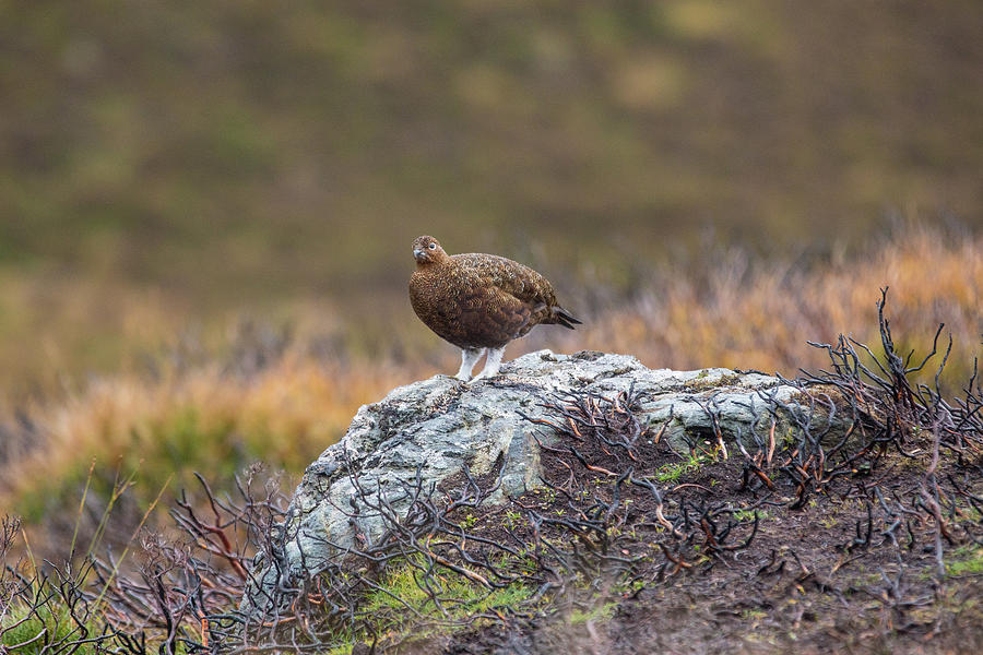 Highland Grouse Photograph by Mark Egerton