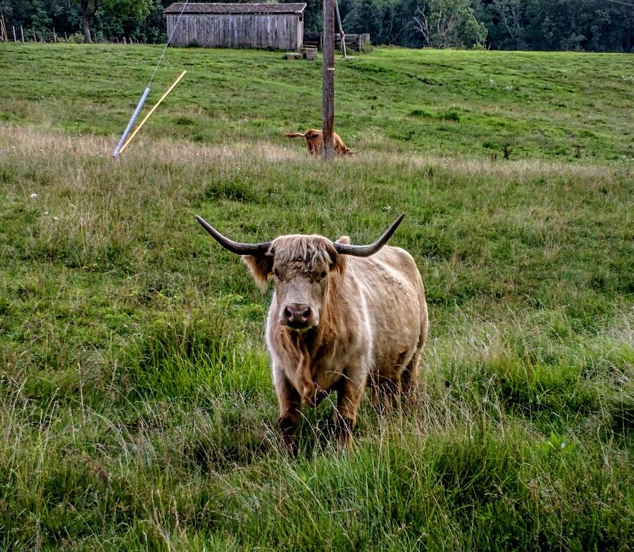 Heilan Coo Photograph - Highland in Adams County by Paul Kercher