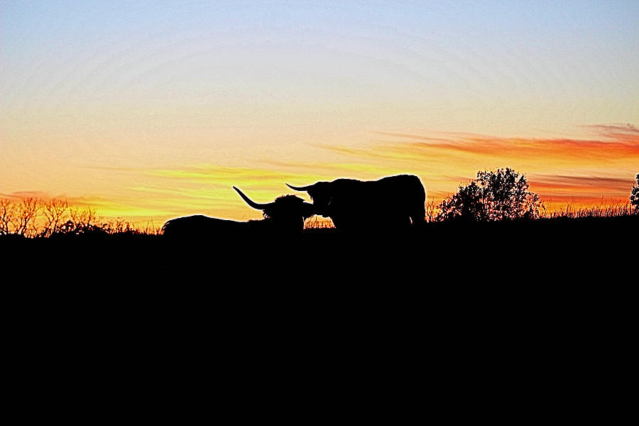 Highland Longhorn silhouette Photograph by Marjorie Hedden