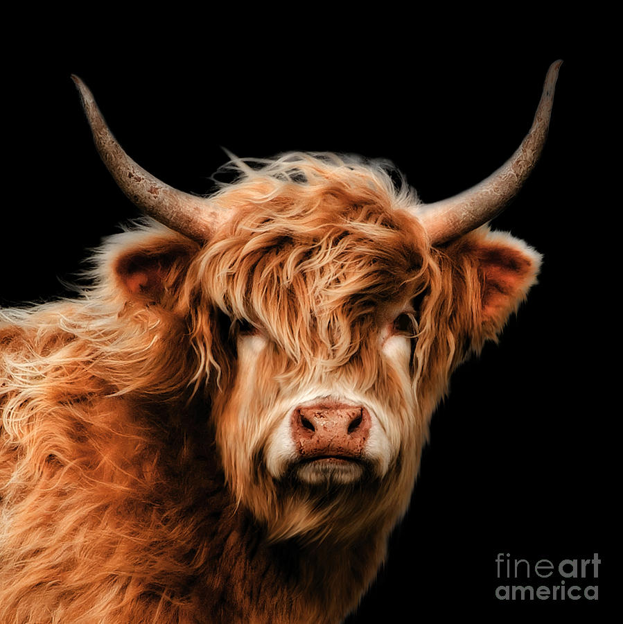 Highland Cow #1 Mixed Media by Linsey Williams