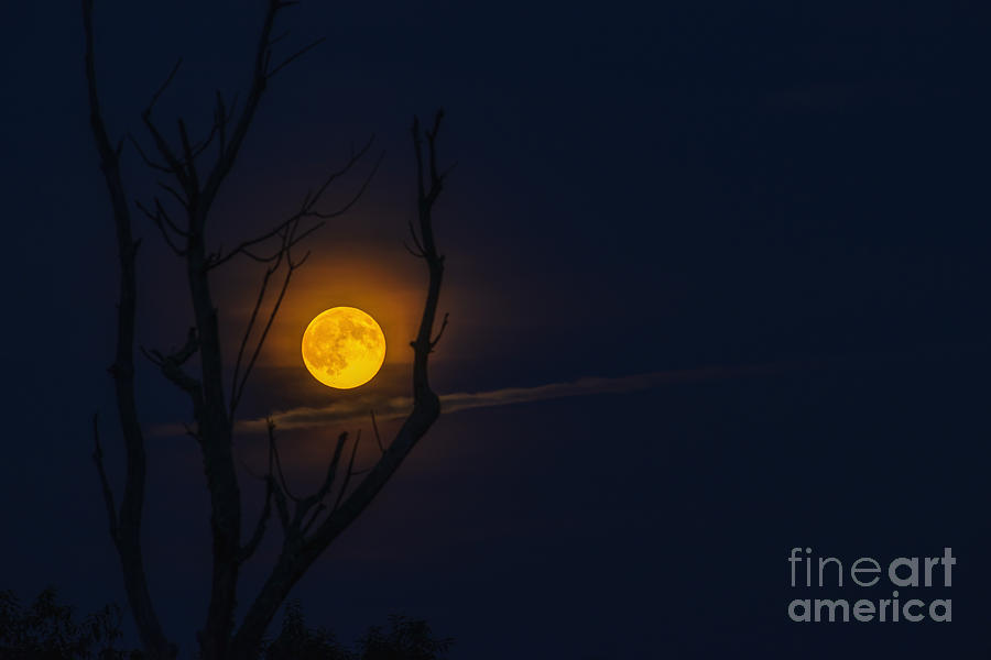Highland Moon  Photograph by Thomas R Fletcher
