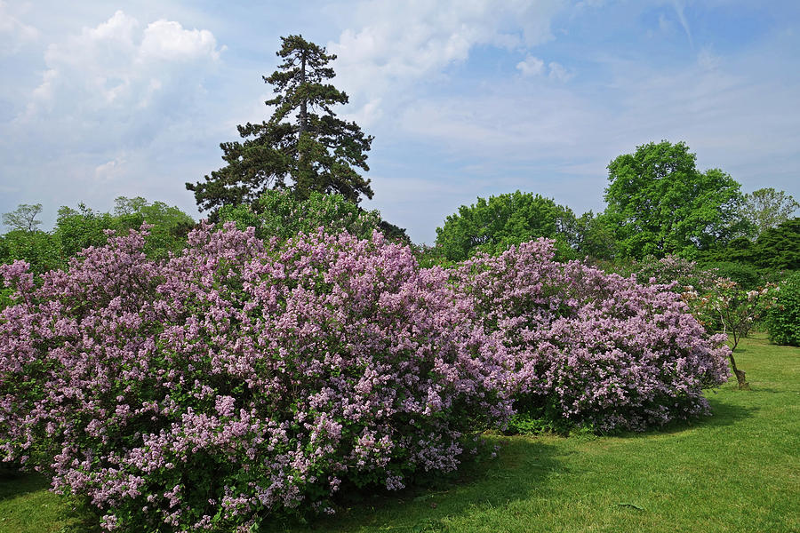 Highland Park Lilacs Rochester NY Photograph by Toby McGuire