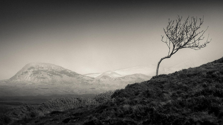 Winter Photograph - Highland Tree by Dave Bowman