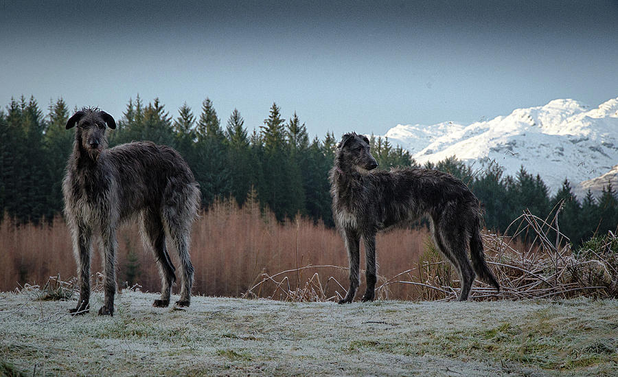 Dog Photograph - Highland Walk by Joak Kerr
