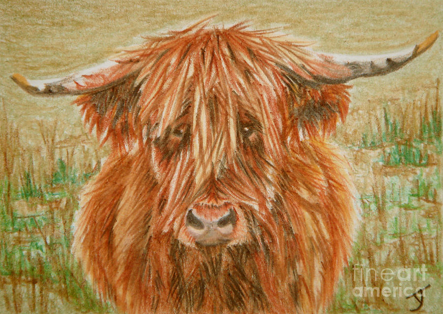 Highlander ACEO Drawing by Yvonne Johnstone