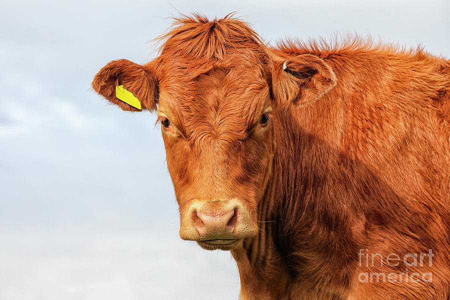 Highlander calf Photograph by Patricia Hofmeester