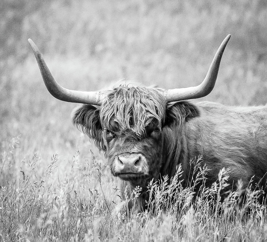 Scottish Highland cow Photograph by Debra Lawrence | Fine Art America