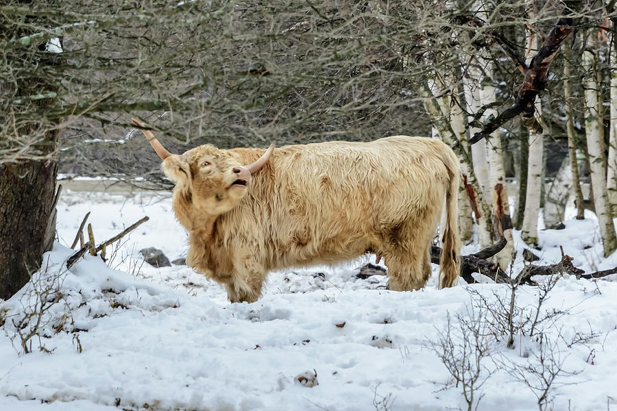 Highlander in Winter Photograph by Robert Mitchell