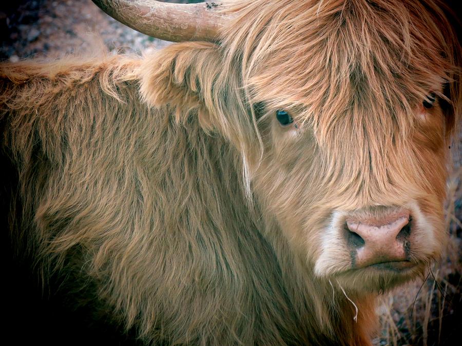 Farm Photograph - Highlander by Leah GRUNZKE