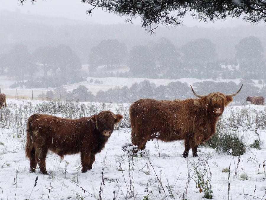 Highlanders in Snow Photograph by Phil Banks