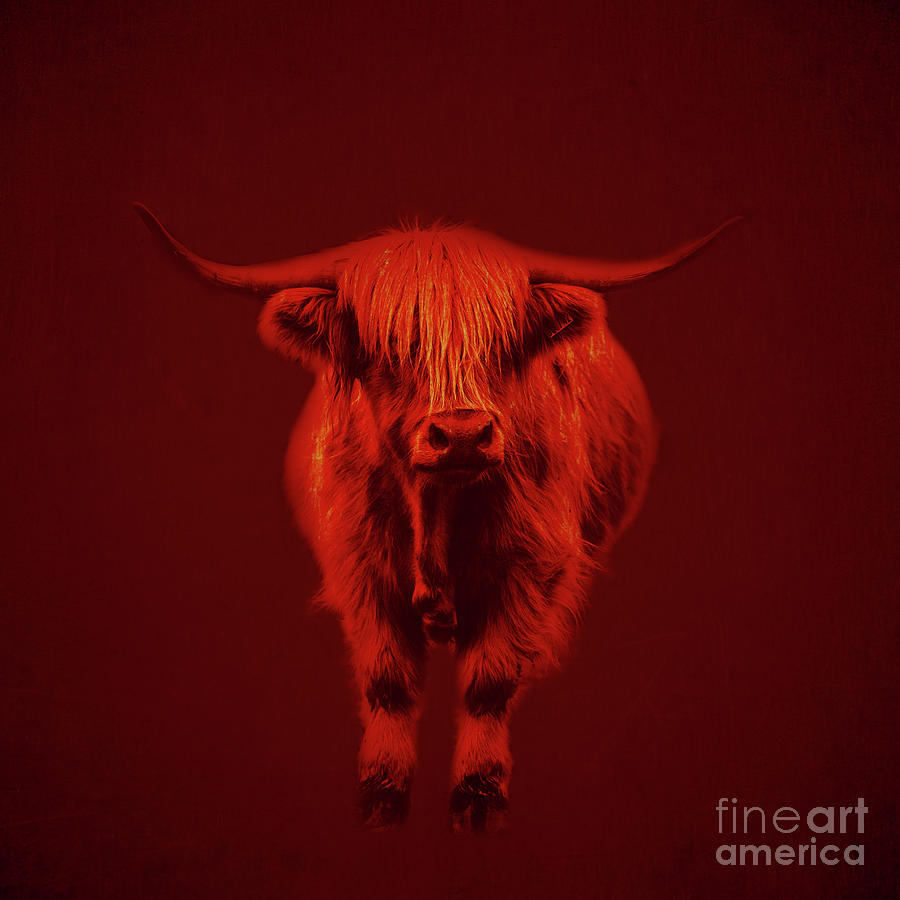 Highlands Cow Photograph by Edward Fielding