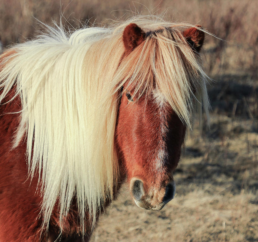 Highlands Wild Pony Photograph by Dana Foreman