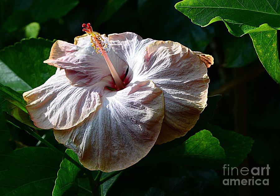 Highlighted Hibiscus Photograph by Cindy Manero