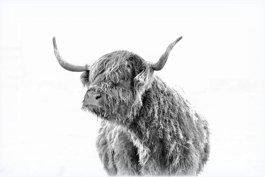 Black And White Photograph - Highlighted Highlander by Michael Morse